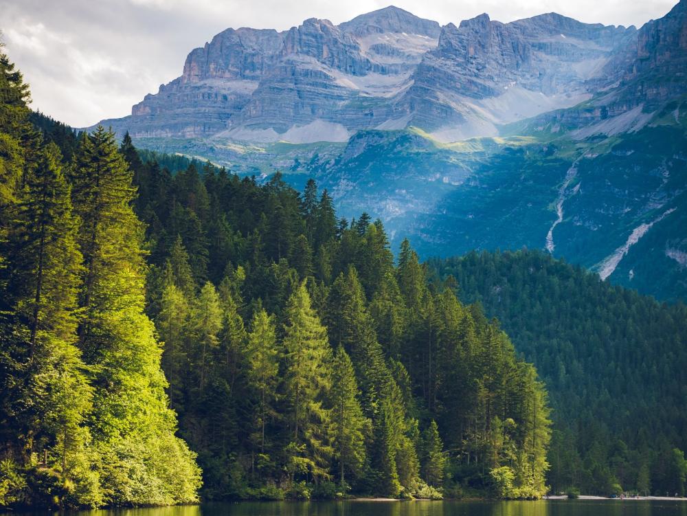 pins montagne